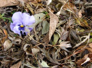 Purple pansy in dead leaves