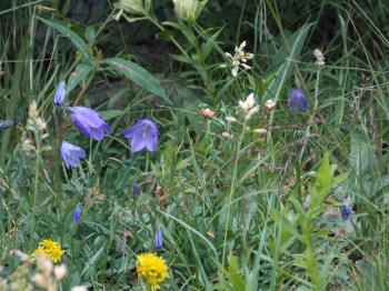 13.08.08 - hairbells!