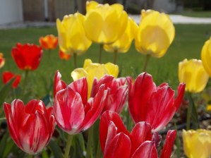 Tulips