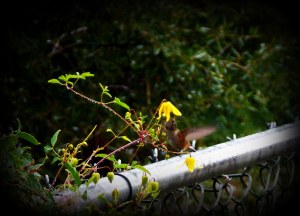 Matthew 7-11  Hummingbird